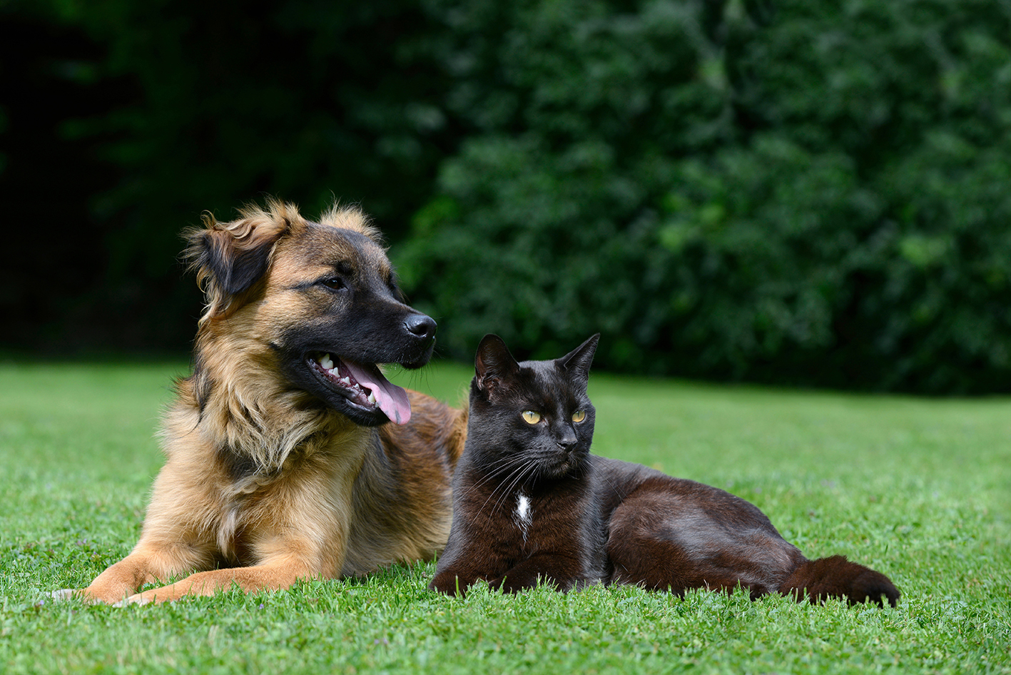 croquettes-kalina-chien-et-chat