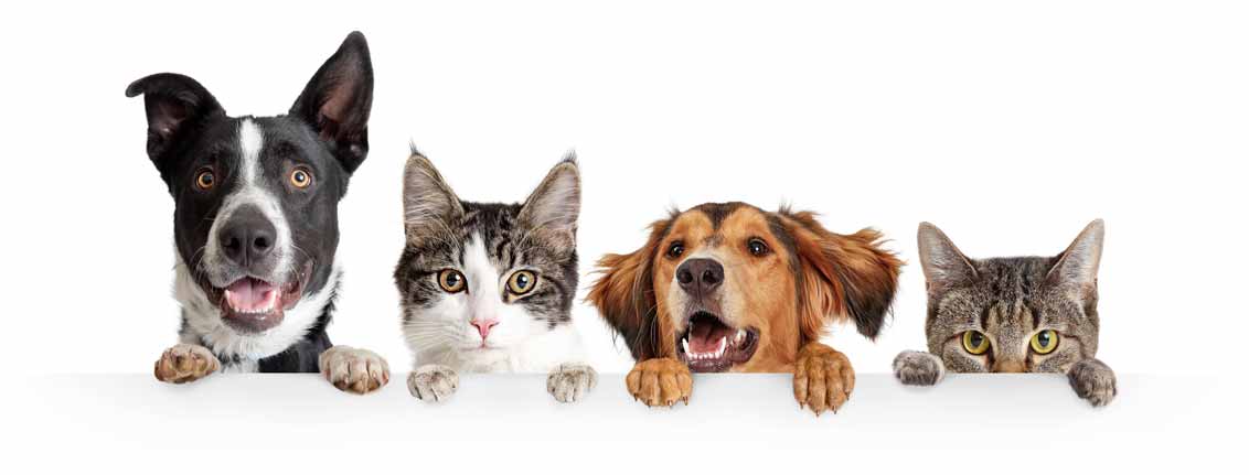 chats-et-chiens